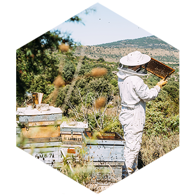 La raccolta viene svolta in modo consapevole e a tutela della colonia, per preservare il numero delle api presenti.