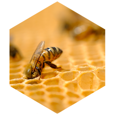Le api vengono nutrite solo con polline e miele, senza utilizzare zuccheri; inoltre la salute della colonia e lo stato dell’alveare vengono monitorati quotidianamente.